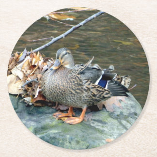Porta-copo De Papel Redondo Mallard Duck em Porta copos de papel Mossy Rock (f