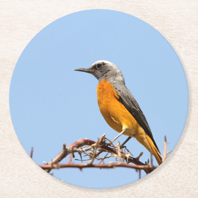 Porta-copo De Papel Redondo Rock-Thrush de Dedos Curtos (Frente)