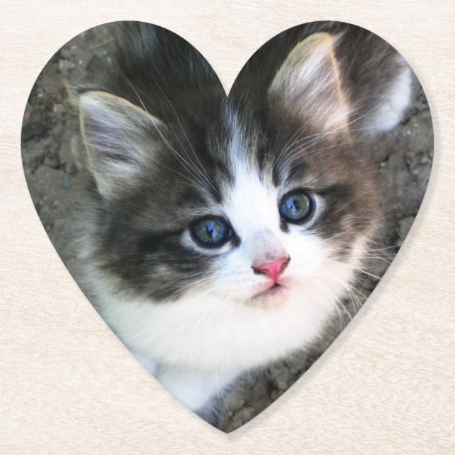 Porta-copo De Papel Retrato de Kitten CUTE (Frente)