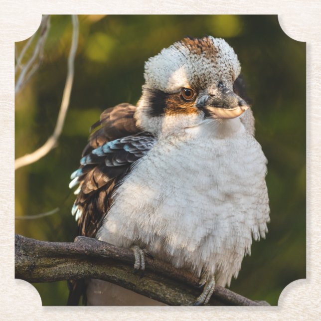 Porta-copo De Papel Soprava rindo kookaburra (Frente)