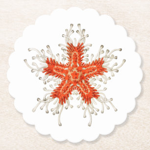 Porta-copo De Papel Tartaruga