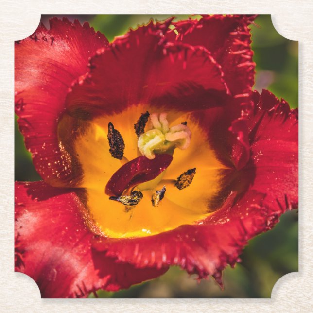 Porta-copo De Papel tulipa vermelha (Frente)