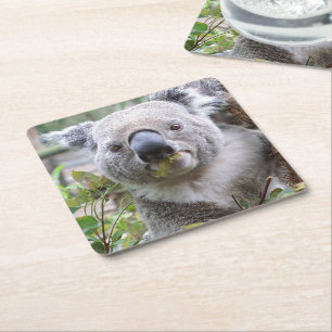 Porta-copo De Papel Urso Koala