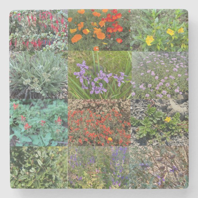 Porta-copo De Pedra A Blooming California: Double Rainbow 2020 (Frente)