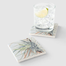 Abacaxi selvagem | por Mary Vaux Walcott 1921 Post