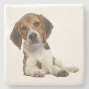 Porta-copo De Pedra Adoção de Cachorro Mãe Beagle Fofa Pai de Cachorro