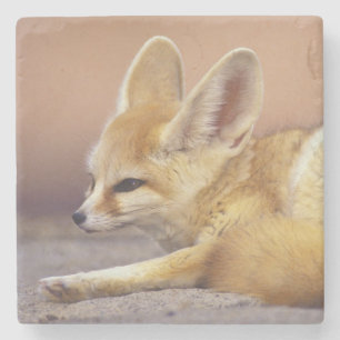 Porta-copo De Pedra África do norte. Zerda de Fennec Fennecus)