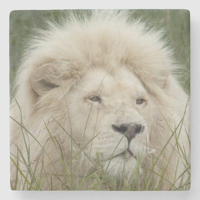 Porta-copo De Pedra África do Sul, Londres do leste, Inkwenkwezi (Frente)