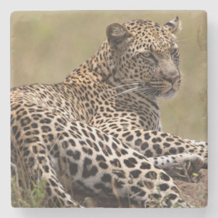 Porta-copo De Pedra África, Tanzânia, Serengeti. Leopardo