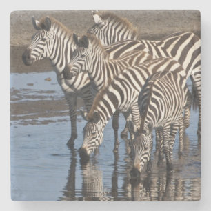 Porta-copo De Pedra África. Tanzânia. Zebras bebendo em Ndutu