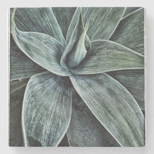 Porta-copo De Pedra Agave Attenuata