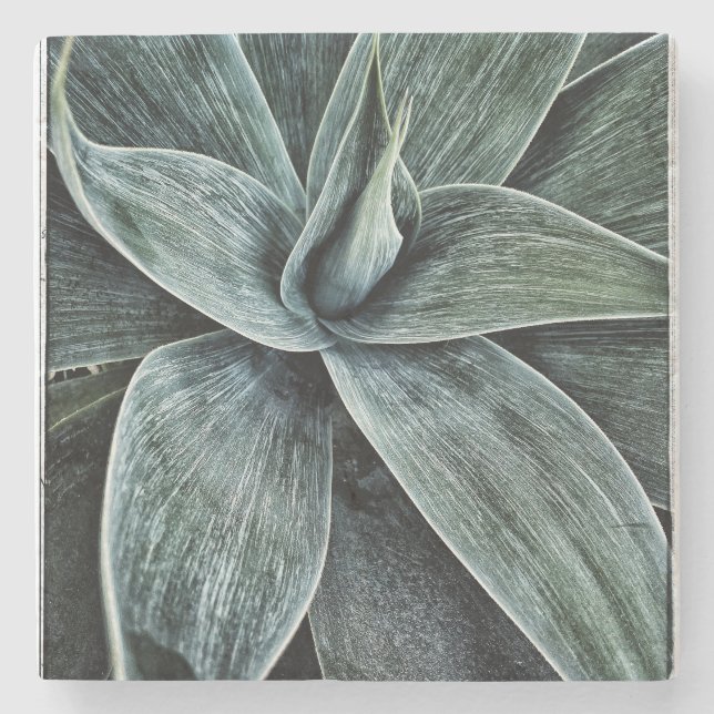 Porta-copo De Pedra Agave Attenuata (Frente)