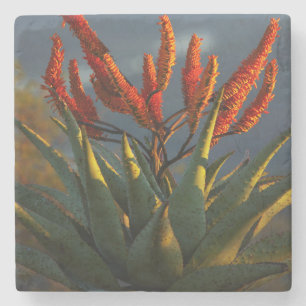 Porta-copo De Pedra Aloe da Montanha (Aloe Marlothii Berger)