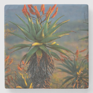 Porta-copo De Pedra Aloe da Montanha (Aloe Marlothii Berger) 2