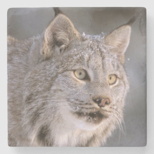Porta-copo De Pedra América do Norte, EUA, Alasca, Haines. Lince (Feli