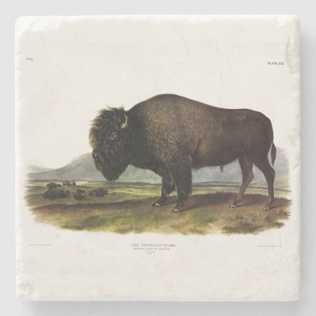 Porta-copo De Pedra American Bison, ou Buffalo (Bison bison) - Audubon (Frente)