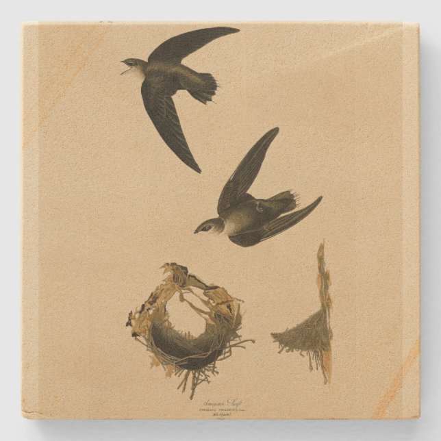 Porta-copo De Pedra American (Chimney) Swift Audubon, Birds da América (Frente)