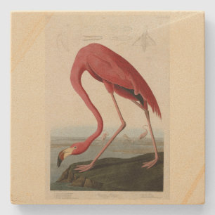 Porta-copo De Pedra American Flamingo, das Aves da América de Audubon