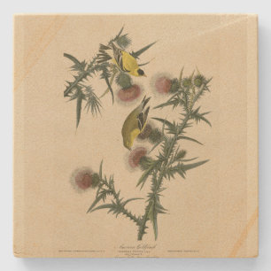 Porta-copo De Pedra American Goldfinch das "Birds of America" de Audub