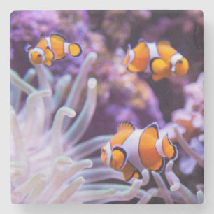 Porta-copo De Pedra Amphiprion Ocellaris de Ocellaris Clownfish