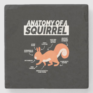 Porta-copo De Pedra Anatomia de um esquilo