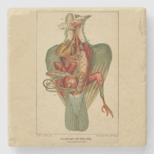 Porta-copo De Pedra Anatomia de um Pombo