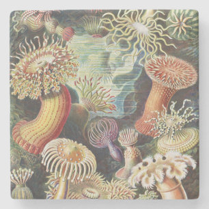 Porta-copo De Pedra Anêmonas-do-mar de Haeckel Colagem de arte náutica