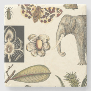 Porta-copo De Pedra Animais Partilhados Pintados em Fundo de Creme