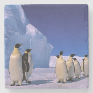 Porta-copo De Pedra Antártica, Território Antártico Australiano, 7