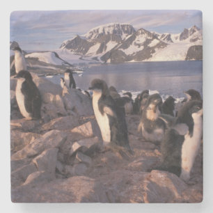 Porta-copo De Pedra Antártida, filhotes de pinguim Adelie