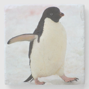 Porta-copo De Pedra Antártida. Ilha Petermann. Pinguim Adelie