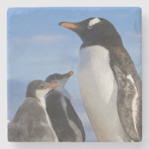 Porta-copo De Pedra Antártida, Neko Cove (Porto). Pinguim-de-gentes 2