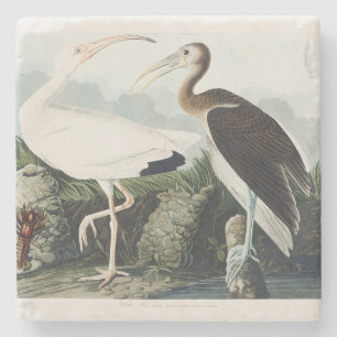 Porta-copo De Pedra Arte da Natureza da Ave Íbis Branca Vintage Audubo