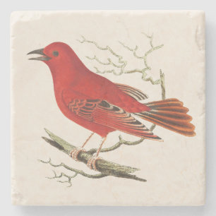 Porta-copo De Pedra Arte de Decoração de Pássaro Naturalista Tanager E