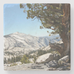 Porta-copo De Pedra Árvore velha no parque nacional de Yosemite