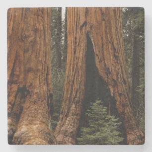 Porta-copo De Pedra Árvores Sequoias, Parque Nacional Sequoia.