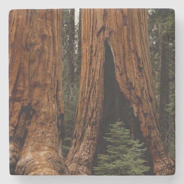 Porta-copo De Pedra Árvores Sequoias, Parque Nacional Sequoia. (Frente)