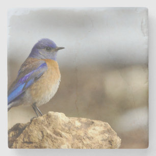 Porta-copo De Pedra as aves são os únicos animais com penas 6