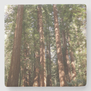 Porta-copo De Pedra Até Redwoods II no Monumento Nacional de Muir Woo