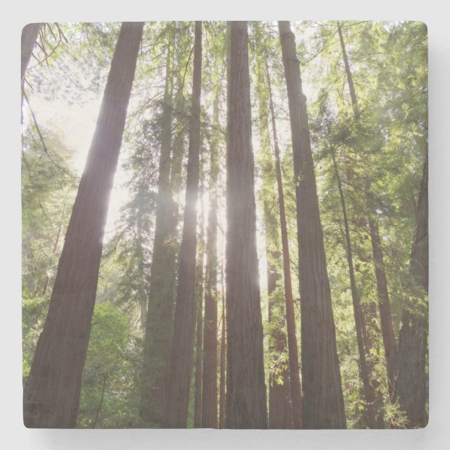 Porta-copo De Pedra Até Sequoias de Manhã (Frente)
