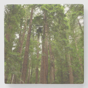 Porta-copo De Pedra Até Sequoias Eu no Monumento Nacional de Muir Wood