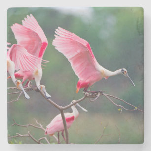 Porta-copo De Pedra Aterragem dos Spoonbills róseos (Ajaia Ajaja)