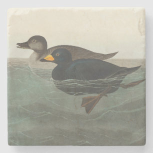 Porta-copo De Pedra Audubon American Scoter Duck