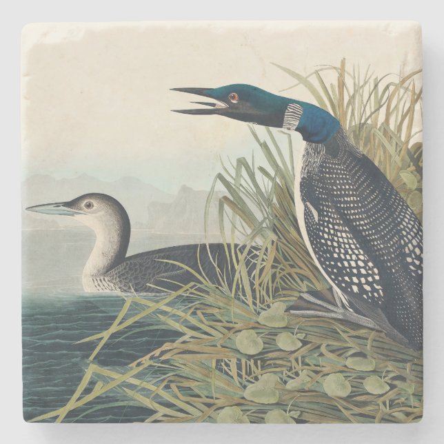 Porta-copo De Pedra Audubon Bird Loon Diver Classic (Frente)