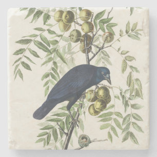 Porta-copo De Pedra Audubon Black Crow American Bird Ilustração