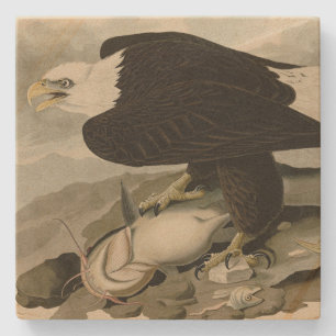 Porta-copo De Pedra Aves de Audubon com cabeça branca (Águia Balda) da