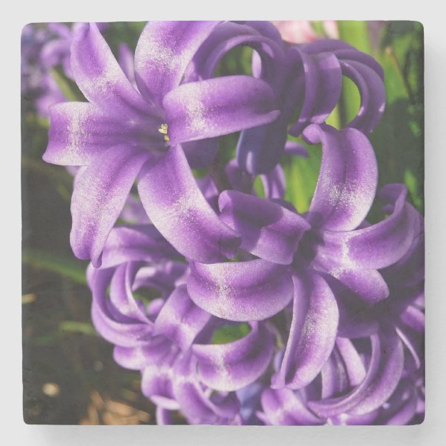 Porta-copo De Pedra Azul Hyacinth II Primavera Floral (Frente)