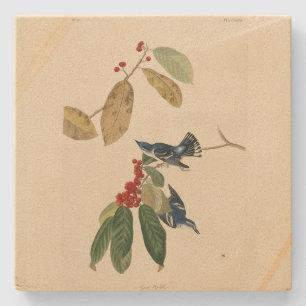 Porta-copo De Pedra Azure (Cerulean) Warbler, Aves de Audubon da Améri