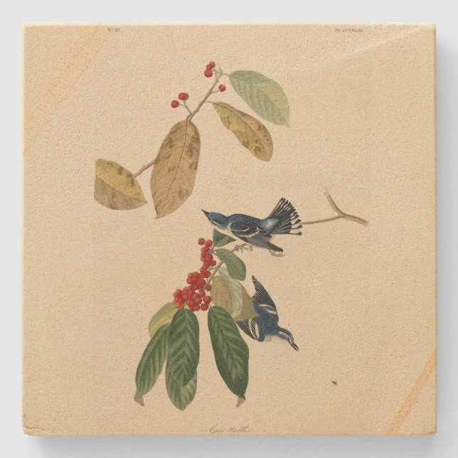 Porta-copo De Pedra Azure (Cerulean) Warbler, Aves de Audubon da Améri (Frente)