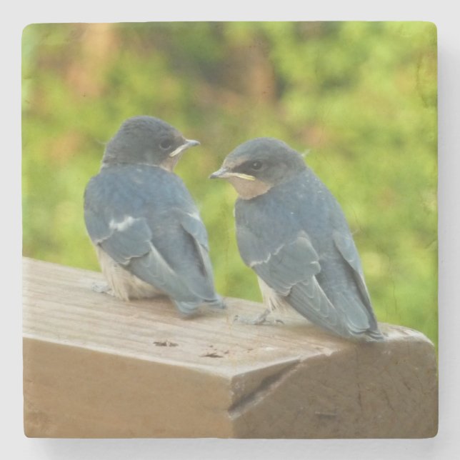 Porta-copo De Pedra Baby Barn Swallow Nature Bird Foto (Frente)